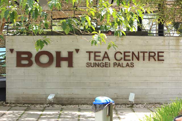 BOH TEA